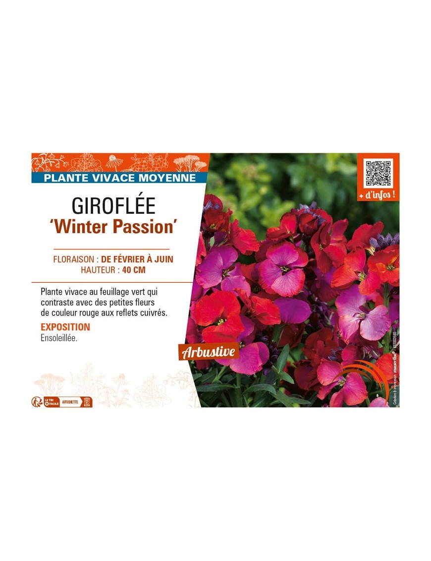 ERYSIMUM Winter Passion voir GIROFLÉE