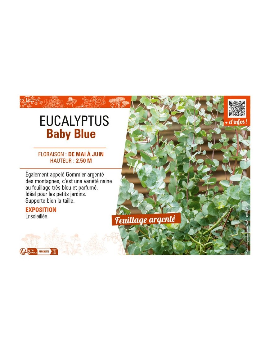EUCALYPTUS Baby Blue