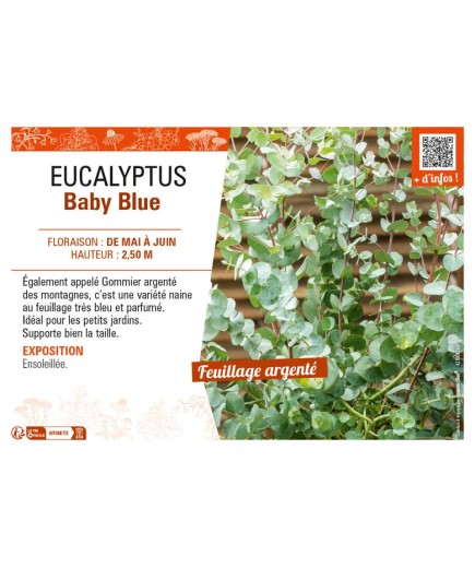 EUCALYPTUS Baby Blue