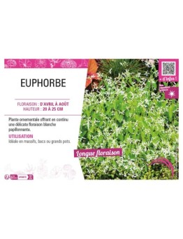 EUPHORBE (annuelle)