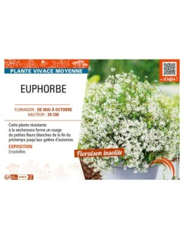 EUPHORBE (vivace)