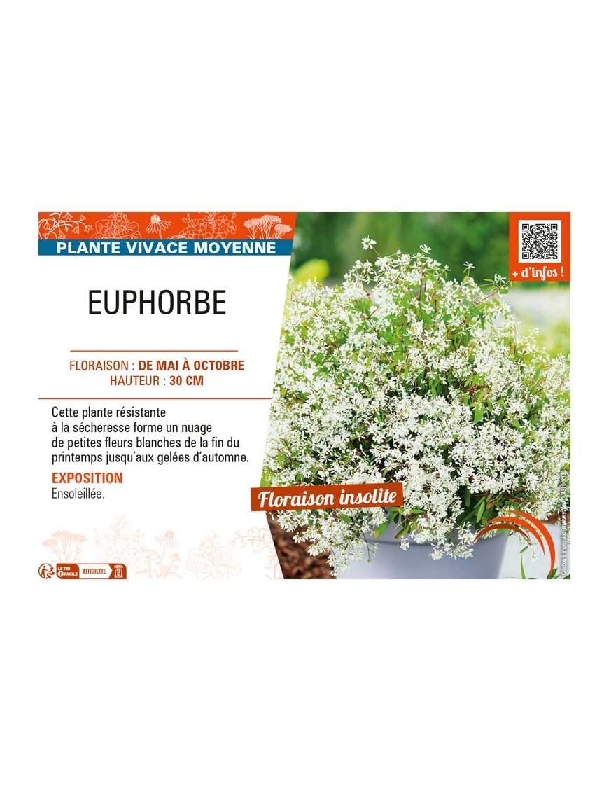 EUPHORBE (vivace)