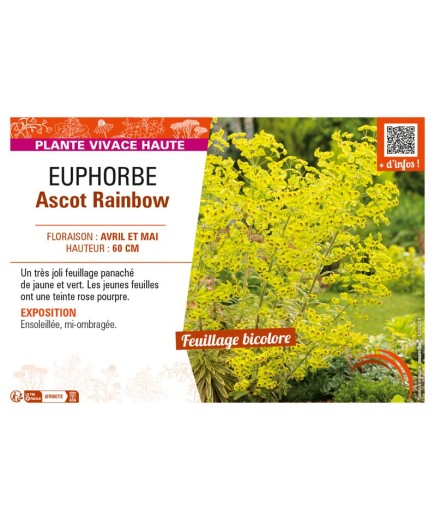 EUPHORBE ASCOT RAINBOW