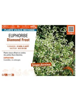 EUPHORBE DIAMOND FROST