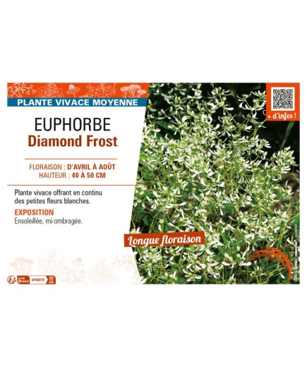 EUPHORBE DIAMOND FROST