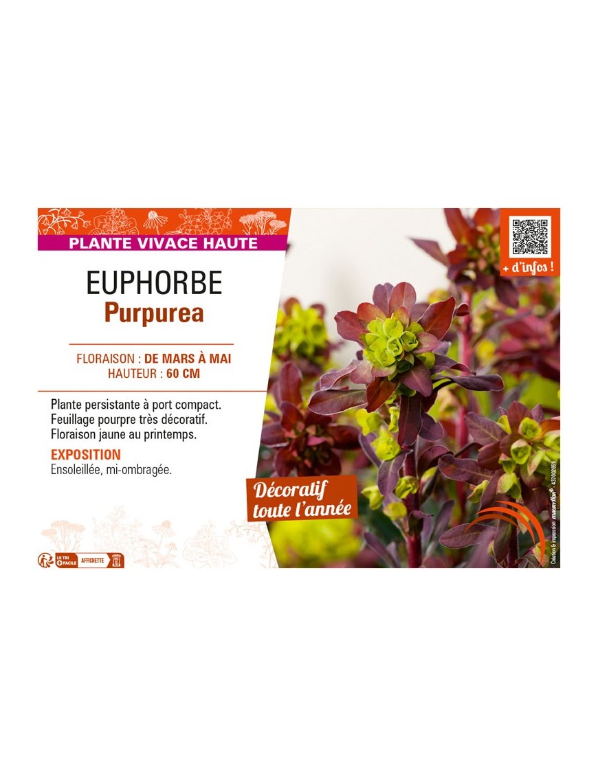 EUPHORBE PURPUREA