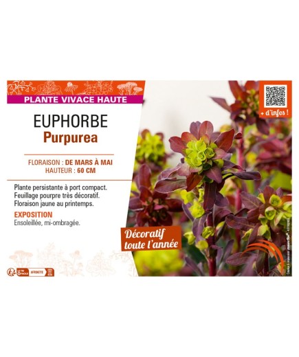 EUPHORBE PURPUREA