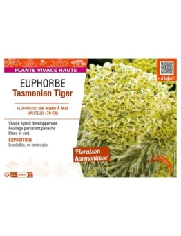 EUPHORBE TASMANIAN TIGER