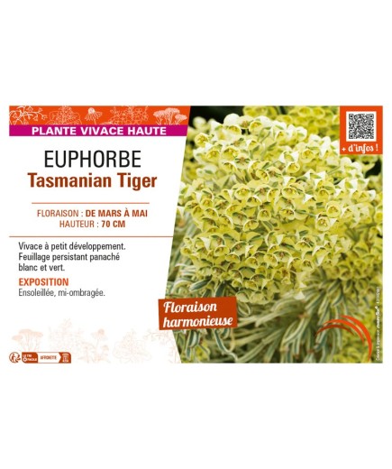 EUPHORBE TASMANIAN TIGER