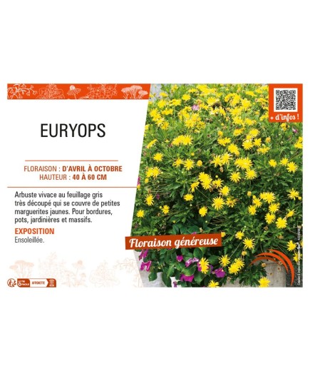 EURYOPS