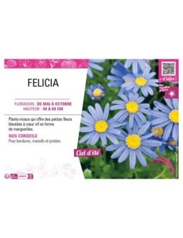 FELICIA (bleu)