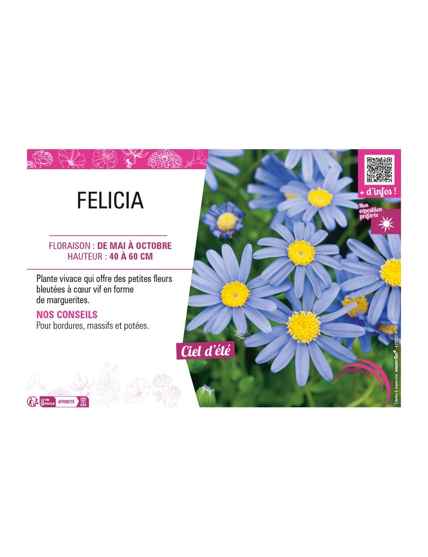 FELICIA (bleu)