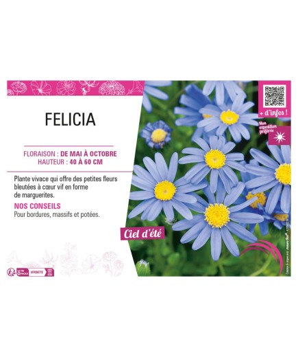 FELICIA (bleu)