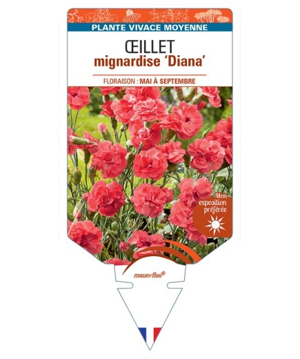 DIANTHUS plumarius Diana voir Œillet mignardise