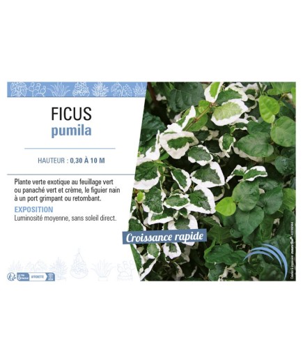 FICUS PUMILA (varié)