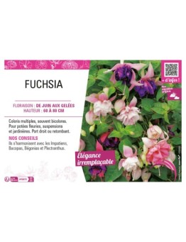 FUCHSIA (varié)
