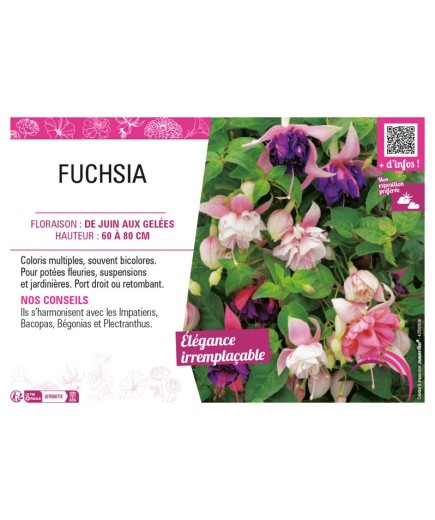FUCHSIA (varié)