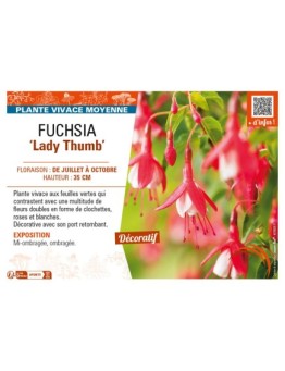 FUCHSIA (venusta) Lady Thumb