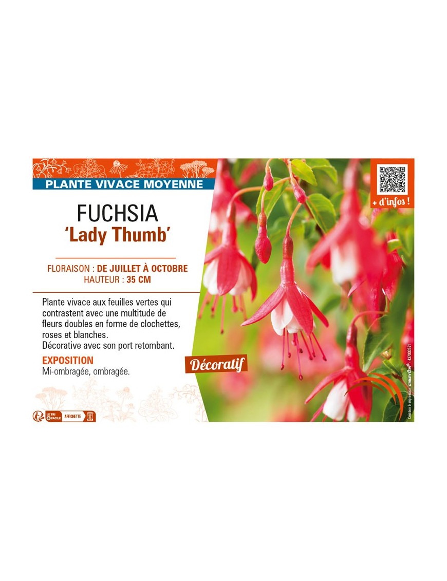 FUCHSIA (venusta) Lady Thumb