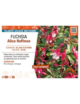 FUCHSIA ALICE HOFFMAN