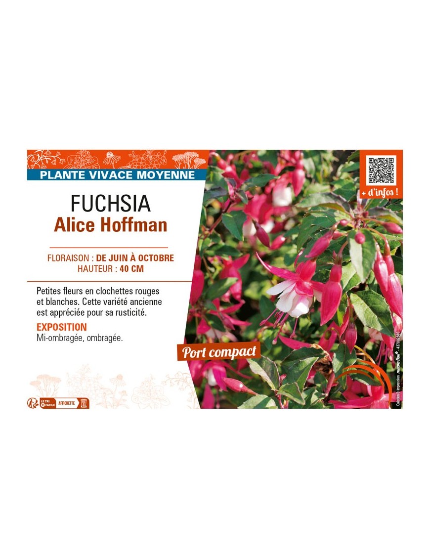 FUCHSIA ALICE HOFFMAN