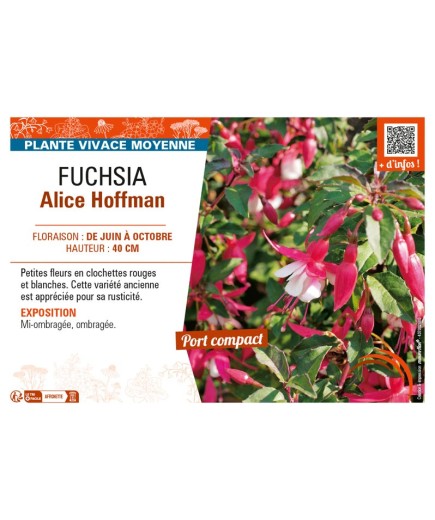 FUCHSIA ALICE HOFFMAN