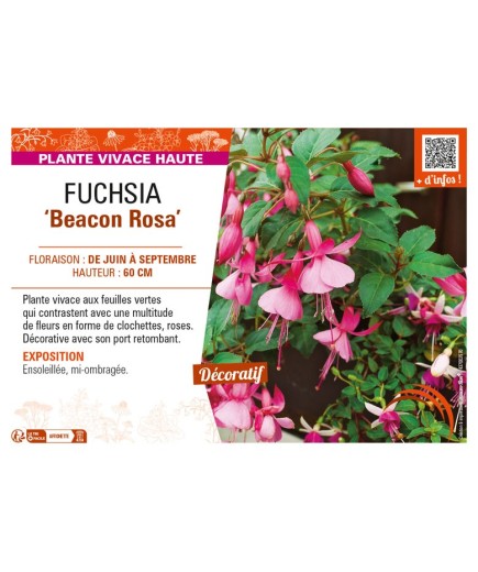 FUCHSIA Beacon Rosa