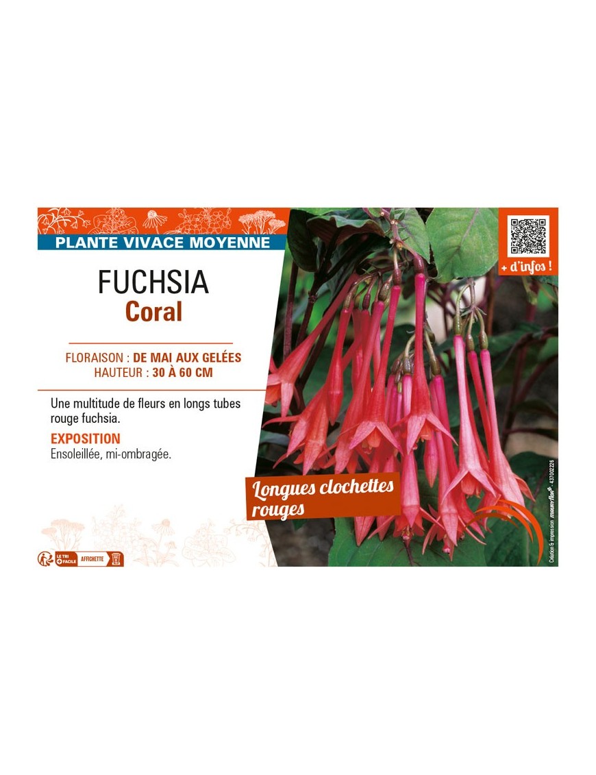 FUCHSIA CORAL