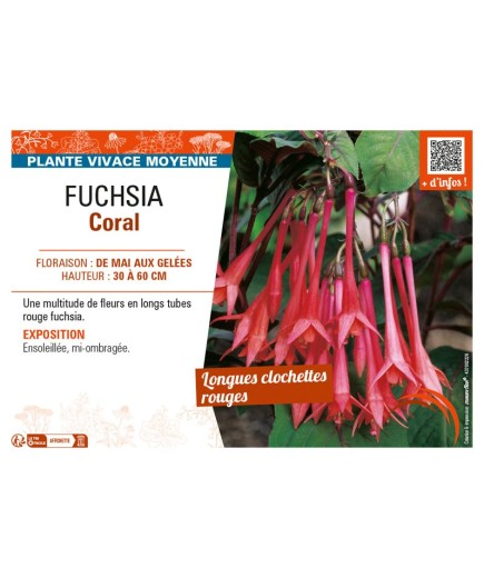 FUCHSIA CORAL