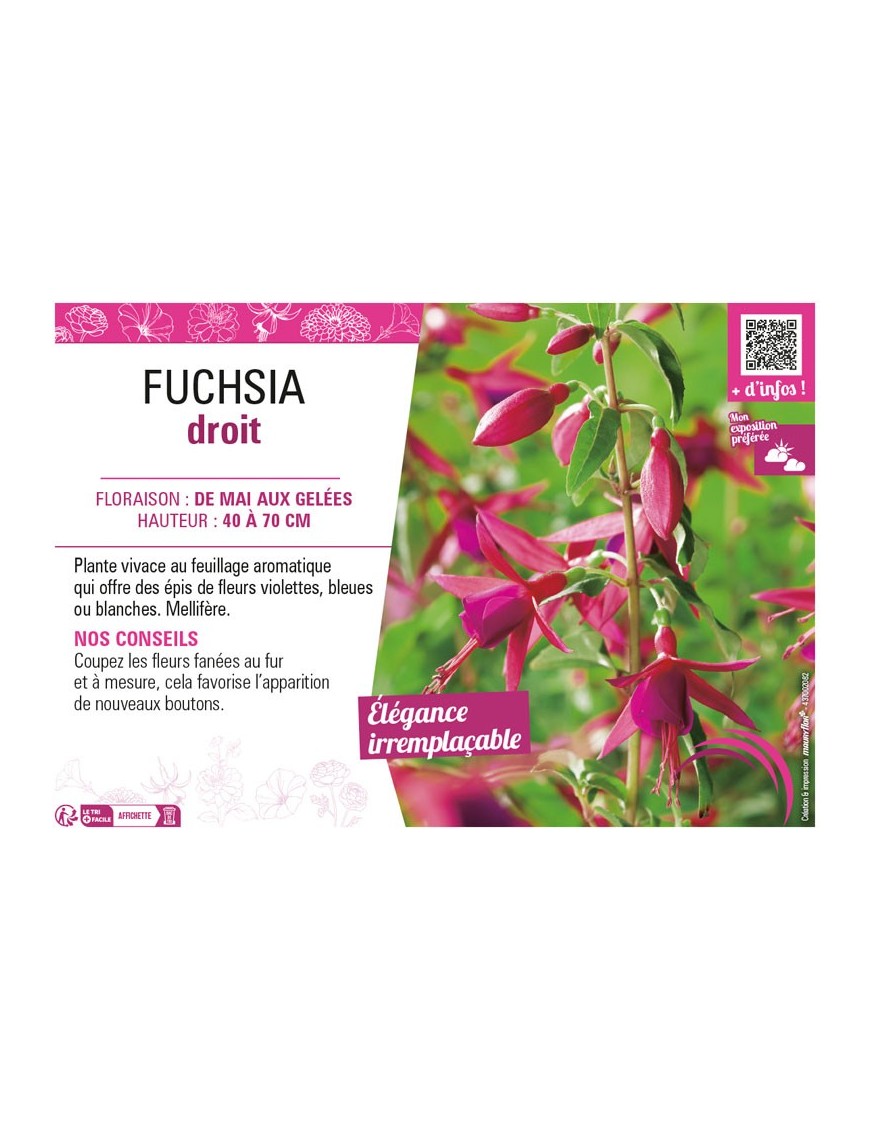 FUCHSIA DROIT
