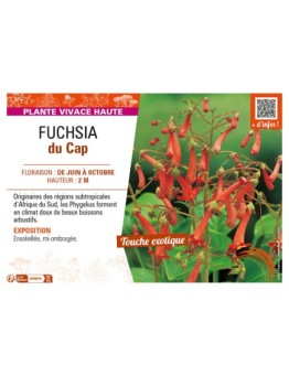 FUCHSIA DU CAP