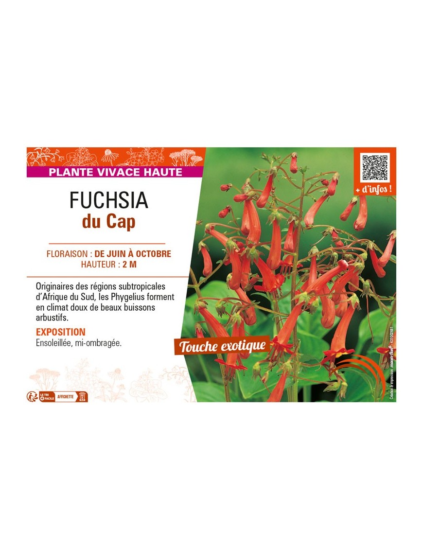 FUCHSIA DU CAP