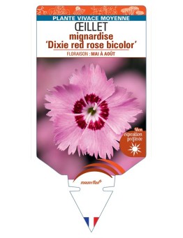 DIANTHUS plumarius Dixie red (rose) bicolor voir Œillet mignardise
