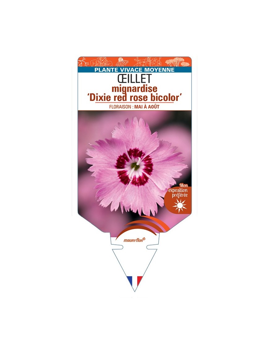 DIANTHUS plumarius Dixie red (rose) bicolor voir Œillet mignardise