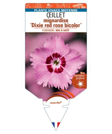DIANTHUS plumarius Dixie red (rose) bicolor voir Œillet mignardise