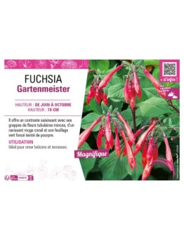 FUCHSIA GARTENMEISTER