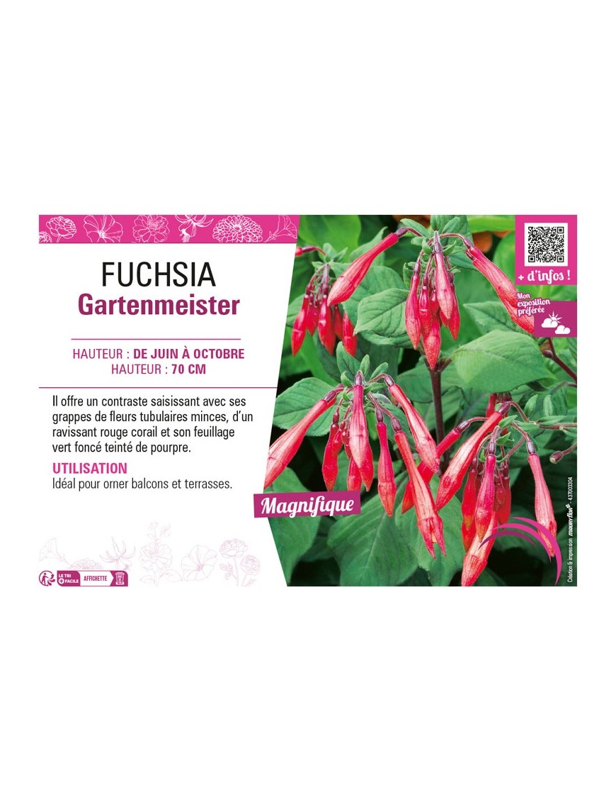 FUCHSIA GARTENMEISTER