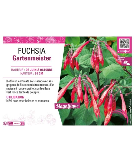 FUCHSIA GARTENMEISTER