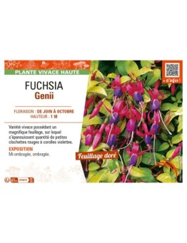 FUCHSIA GENII