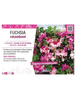 FUCHSIA RETOMBANT