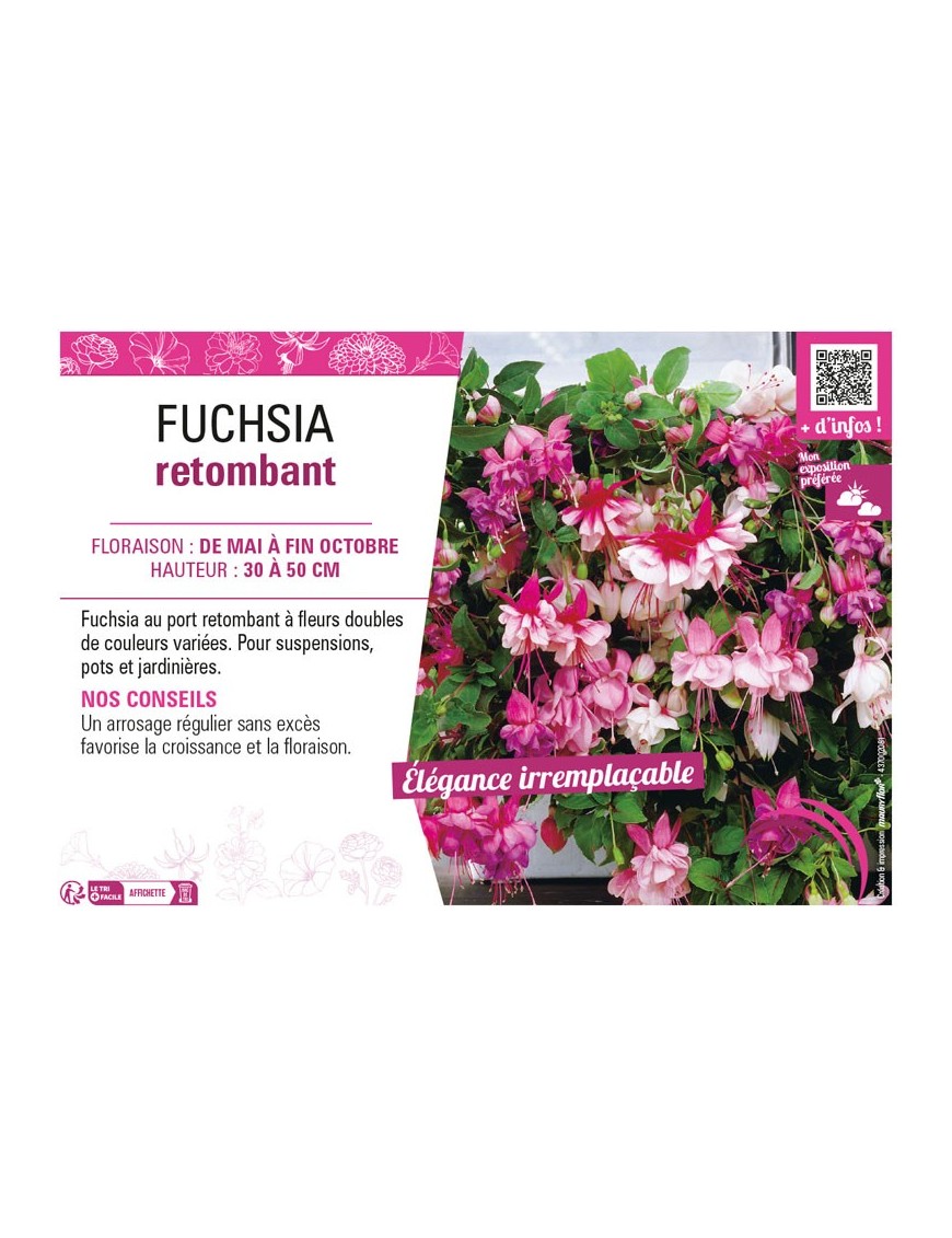 FUCHSIA RETOMBANT
