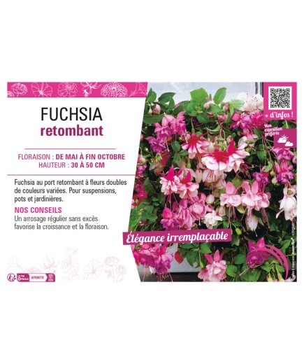 FUCHSIA RETOMBANT