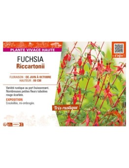 FUCHSIA RICCARTONII