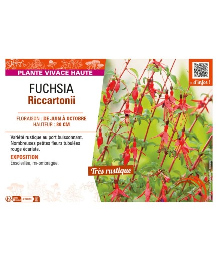 FUCHSIA RICCARTONII