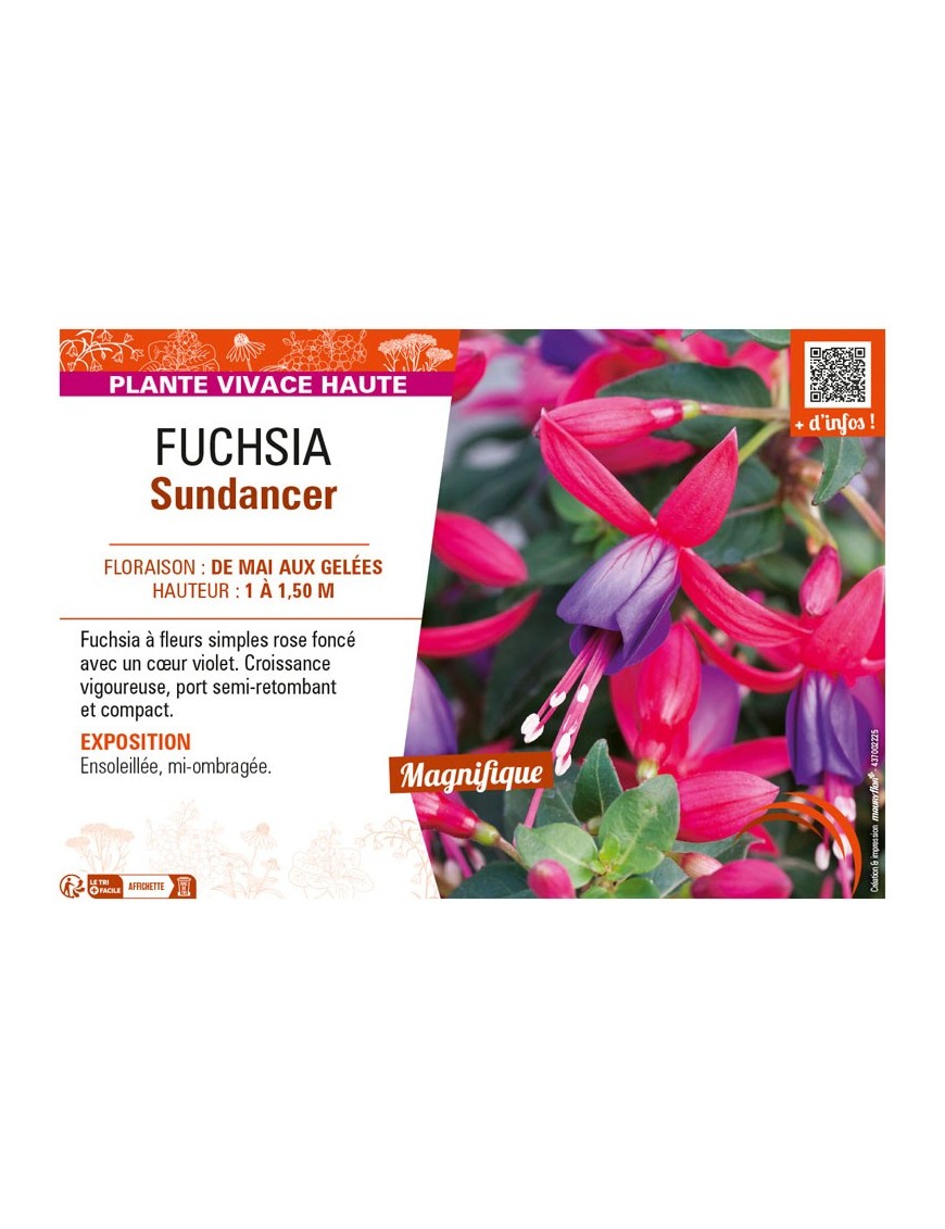 FUCHSIA SUNDANCER