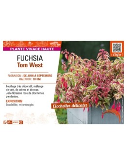FUCHSIA TOM WEST