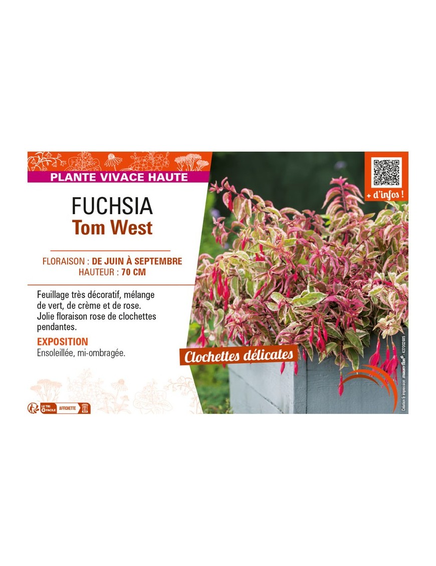 FUCHSIA TOM WEST