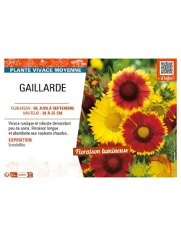 GAILLARDIA (varié)