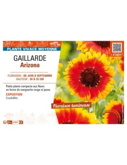 GAILLARDIA ARIZONA