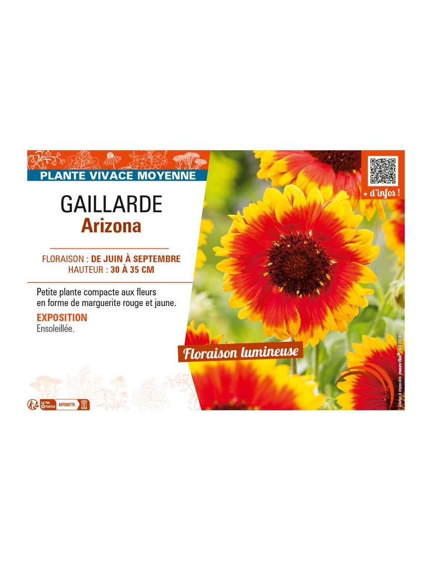 GAILLARDIA ARIZONA